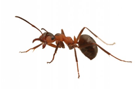 Ameisenbeseitigung