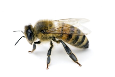 Großaufnahme einer Biene